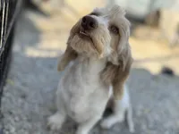 Pixie, a female Miniature Dachshund for sale in Stoutland, MO – Photo 3 of 4