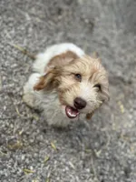Pixie, a female Miniature Dachshund for sale in Stoutland, MO – Photo 2 of 4