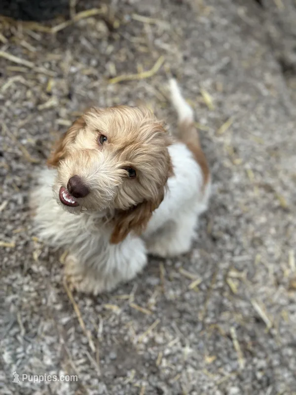 Pixie – Miniature Dachshund puppy for sale in Stoutland, MO