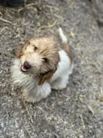 Pixie, a female Miniature Dachshund for sale in Stoutland, MO – Photo 1 of 4