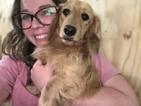 Chip, a male Miniature Dachshund for sale in Stoutland, MO – 3 of 4