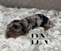 Merle, a male Miniature Dachshund for sale in Stoutland, MO – 4 of 6