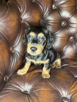 Waylon, a male Miniature Dachshund for sale in Stoutland, MO – 8 of 8