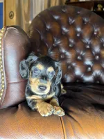 Waylon, a male Miniature Dachshund for sale in Stoutland, MO – 5 of 8