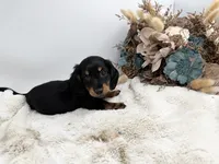 Opal, a female Dachshund for sale in Stoutland, MO – 7 of 7