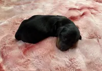 Emmi, a female Miniature Dachshund for sale in Stoutland, MO – Photo 3 of 5