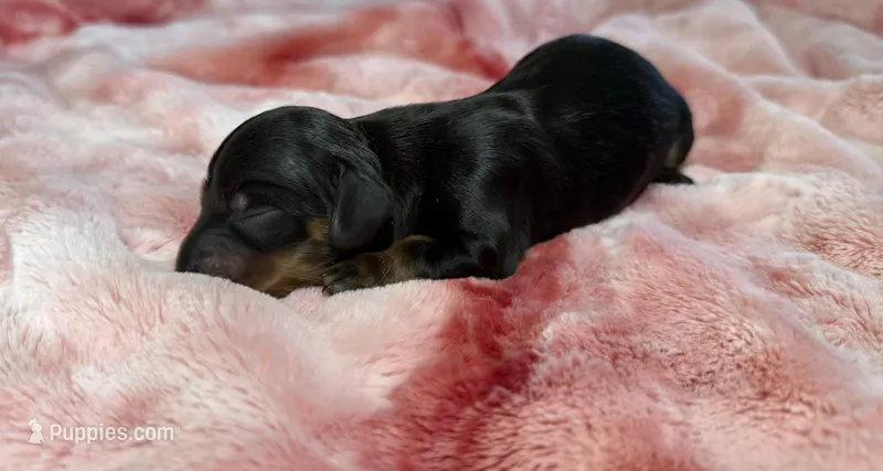 Emmi – Miniature Dachshund puppy for sale in Stoutland, MO