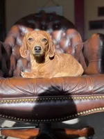 Emmi, a female Miniature Dachshund for sale in Stoutland, MO – Photo 4 of 5