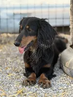 Emmi, a female Miniature Dachshund for sale in Stoutland, MO – Photo 5 of 5