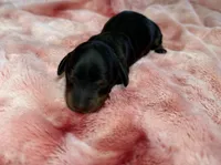 Emmi, a female Miniature Dachshund for sale in Stoutland, MO – Photo 2 of 5