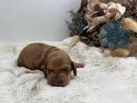 Rosie, a female Dachshund for sale in Stoutland, MO – 2 of 5