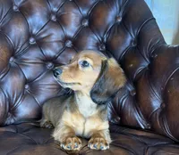 Ivy, a female Dachshund for sale in Stoutland, MO – 4 of 10