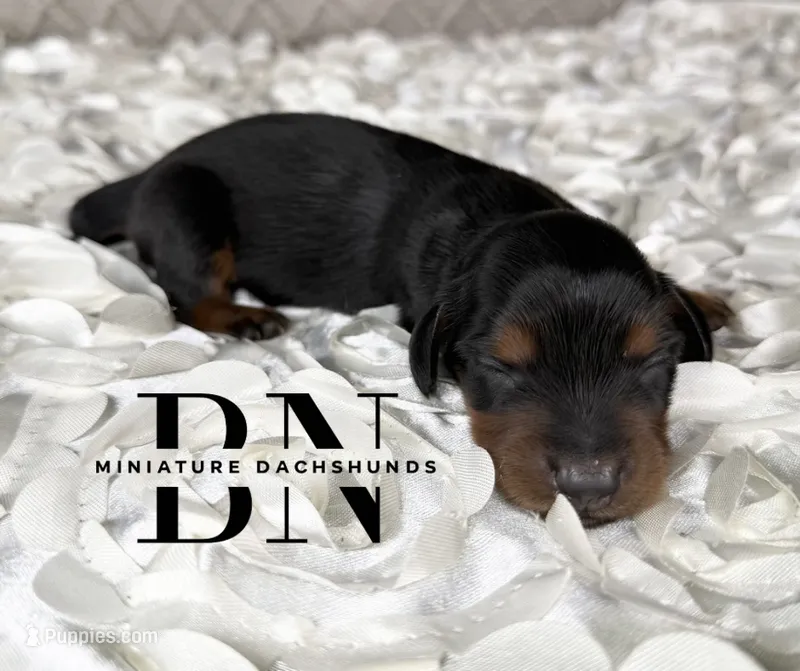 Littlefoot – Miniature Dachshund puppy for sale in Stoutland, MO