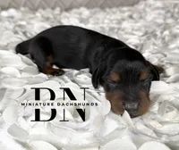 Littlefoot, a male Miniature Dachshund for sale in Stoutland, MO – 1 of 4