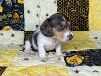 Cera, a female Miniature Dachshund for sale in Stoutland, MO – 5 of 8
