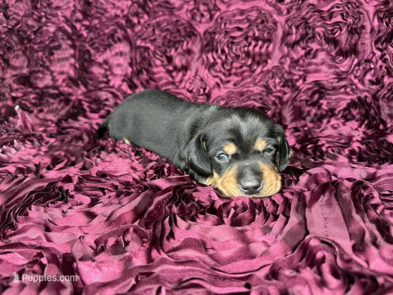 Cashew – Miniature Dachshund puppy for sale in Stoutland, MO