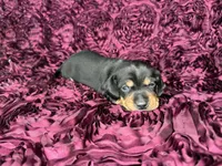 Cashew, a male Miniature Dachshund for sale in Stoutland, MO – 1 of 4