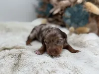 Harry, a male Dachshund for sale in Stoutland, MO – 2 of 4