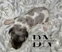 Chomper, a male Miniature Dachshund for sale in Stoutland, MO – 3 of 4