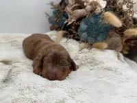 Rhett, a male Dachshund for sale in Stoutland, MO – 3 of 4