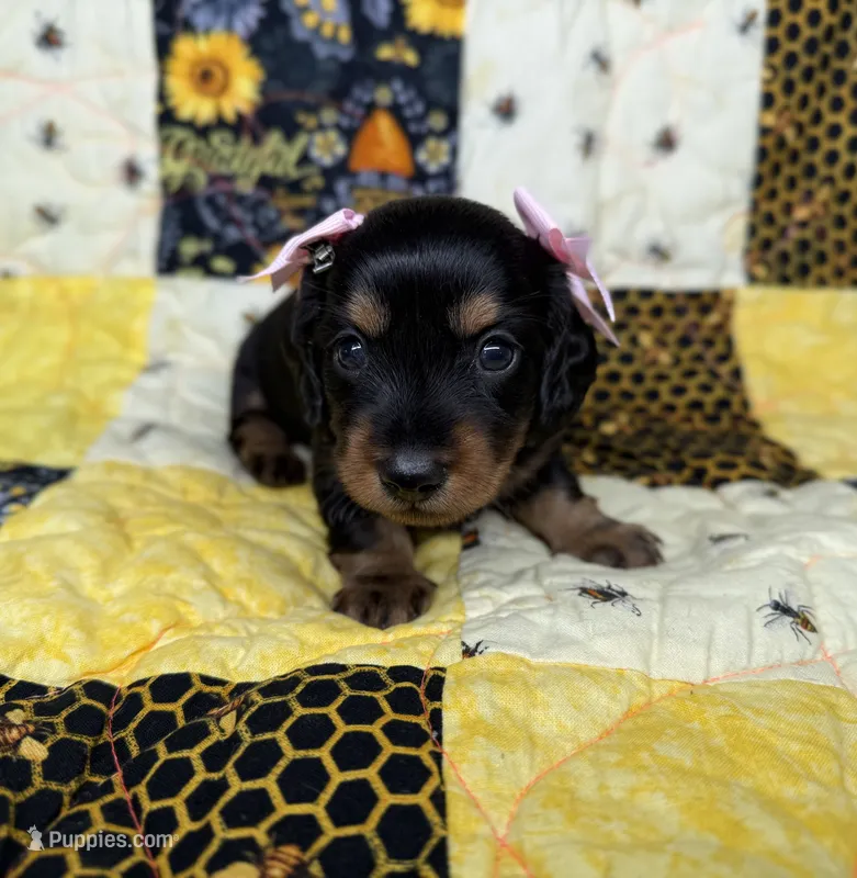 Dolly – Miniature Dachshund puppy for sale in Stoutland, MO