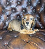 Ivy, a female Dachshund for sale in Stoutland, MO – 9 of 10