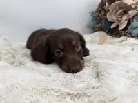Luna, a female Dachshund for sale in Stoutland, MO – 4 of 7