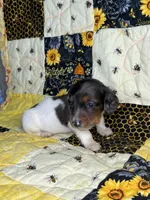 Spike, a male Miniature Dachshund for sale in Stoutland, MO – 3 of 6