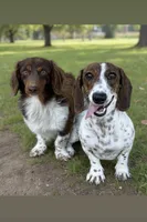 Owen, a male Miniature Dachshund for sale in Stoutland, MO – Photo 6 of 6
