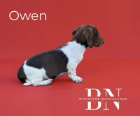 Owen, a male Miniature Dachshund for sale in Stoutland, MO – Photo 2 of 6