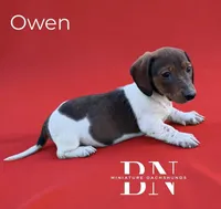 Owen, a male Miniature Dachshund for sale in Stoutland, MO – Photo 1 of 6