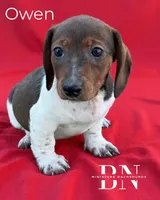 Owen, a male Miniature Dachshund for sale in Stoutland, MO – Photo 5 of 6