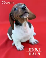 Owen, a male Miniature Dachshund for sale in Stoutland, MO – Photo 3 of 6