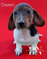Owen, a male Miniature Dachshund for sale in Stoutland, MO – Photo 4 of 6