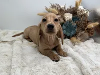 Goldie, a female Dachshund for sale in Stoutland, MO – 3 of 7