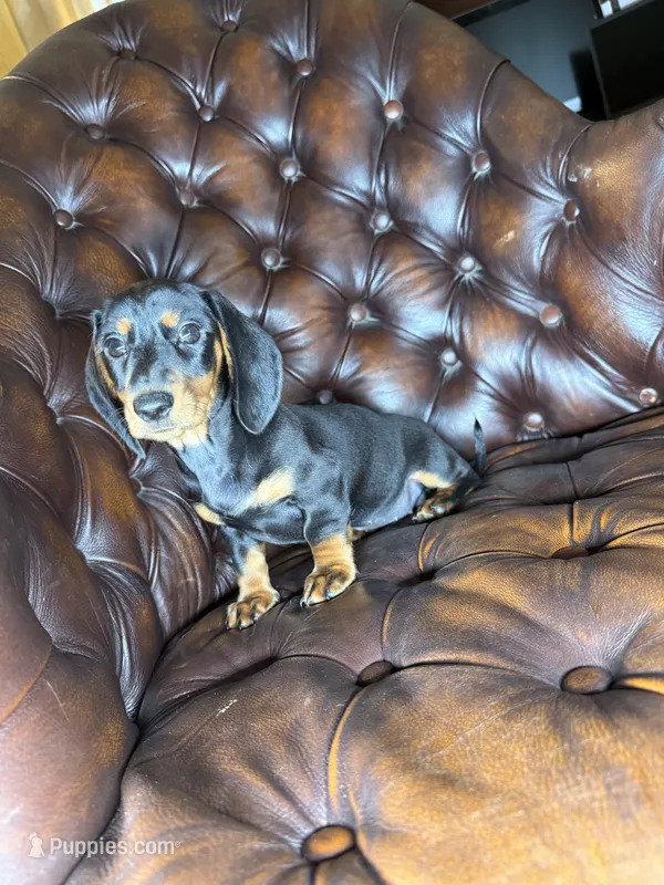 Lexus – Miniature Dachshund puppy for sale in Stoutland, MO