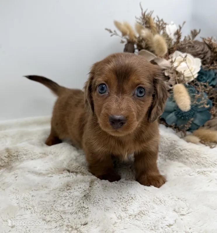 Rhett – Dachshund puppy for sale in Stoutland, MO