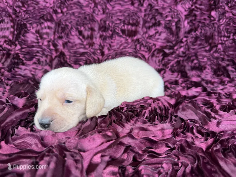 Butters – Miniature Dachshund puppy for sale in Stoutland, MO