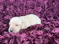 Butters, a male Miniature Dachshund for sale in Stoutland, MO – 1 of 4