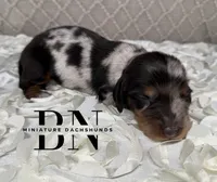 Turbo, a male Miniature Dachshund for sale in Stoutland, MO – 5 of 5