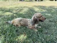 Chip, a male Miniature Dachshund for sale in Stoutland, MO – 8 of 8