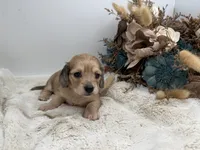 Belle, a female Miniature Dachshund for sale in Stoutland, MO – 4 of 7