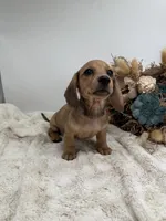 Peaches, a female Miniature Dachshund for sale in Stoutland, MO – 2 of 7