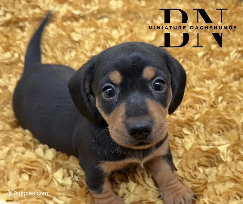 Cappuccino  – Miniature Dachshund puppy for sale in Stoutland, MO