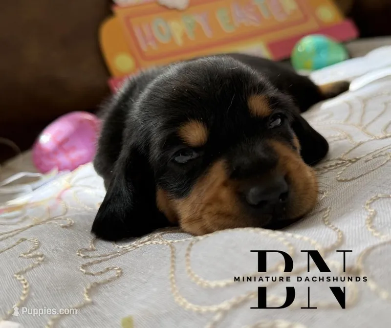 Cappuccino  – Miniature Dachshund puppy for sale in Stoutland, MO