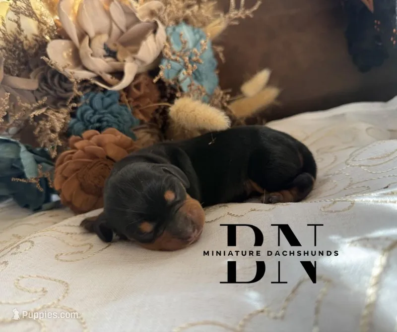 Cappuccino  – Miniature Dachshund puppy for sale in Stoutland, MO