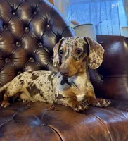 Cappuccino , a male Miniature Dachshund for sale in Stoutland, MO – Photo 6 of 6