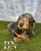 Pez, a male Miniature Dachshund for sale in Stoutland, MO – 3 of 7