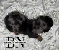Vin, a male Miniature Dachshund for sale in Stoutland, MO – 4 of 5