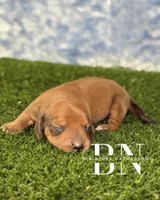 Copper, a male Miniature Dachshund for sale in Stoutland, MO – 4 of 5